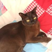 Rainbow Burmese Cattery ico