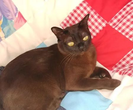 Rainbow Burmese Cattery