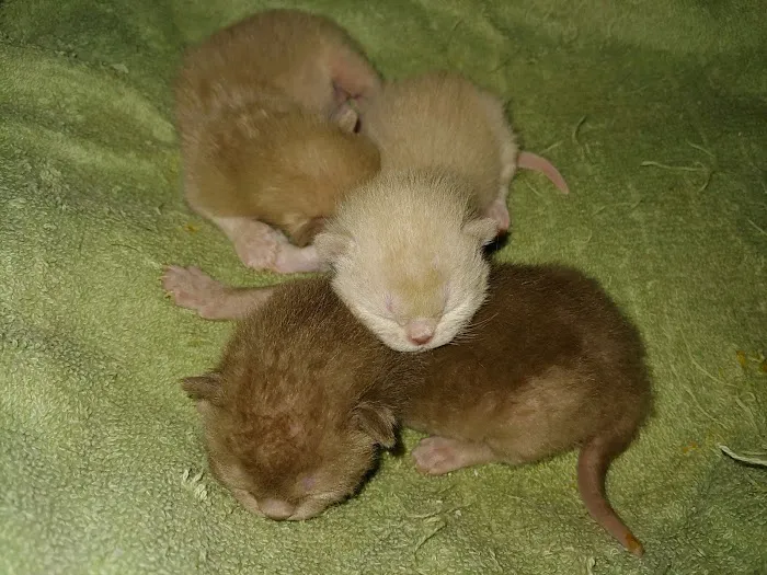 Rainbow Burmese Cattery Picture 2