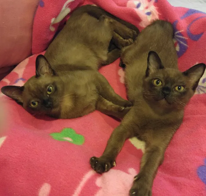 Rainbow Burmese Cattery Picture 9