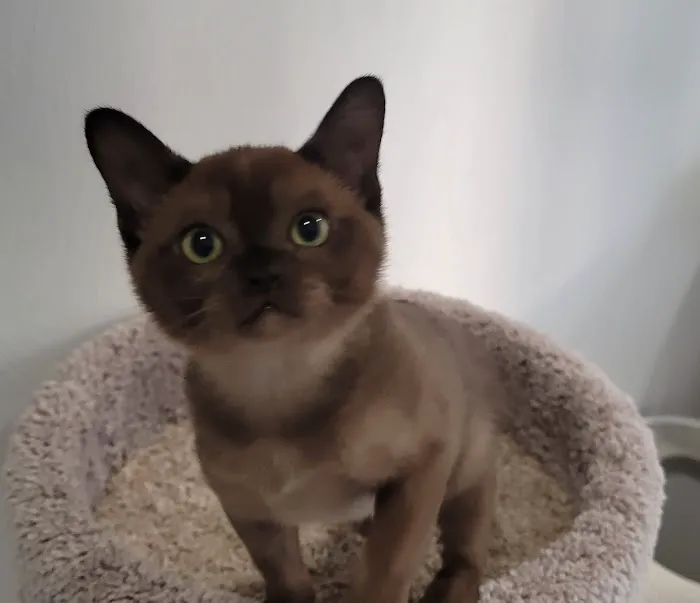 Rainbow Burmese Cattery Picture 7
