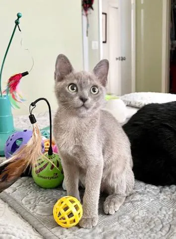Rainbow Burmese Cattery Picture 3