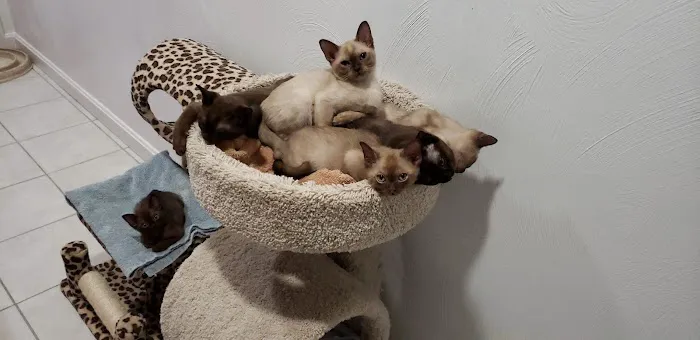 Rainbow Burmese Cattery Picture 8