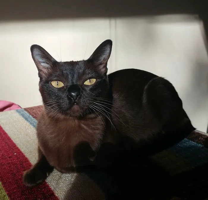Rainbow Burmese Cattery Picture 10