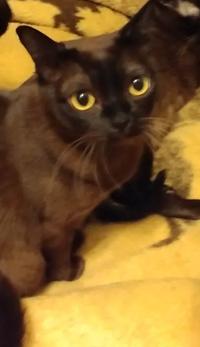 Rainbow Burmese Cattery Picture 4