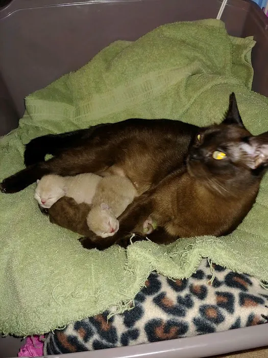 Rainbow Burmese Cattery Picture 6