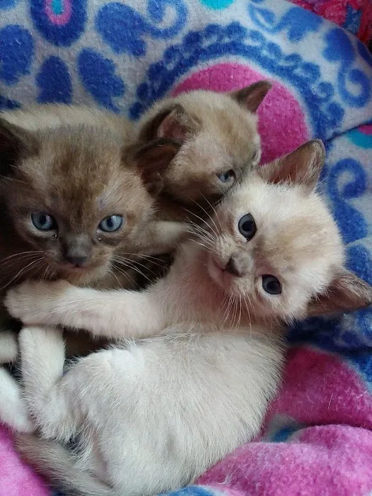 Rainbow Burmese Cattery Picture 5