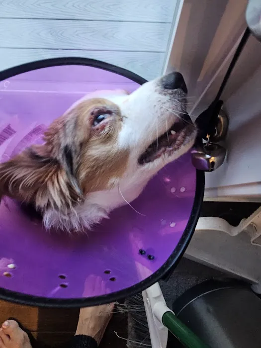 Wilton Animal Hospital Picture 2