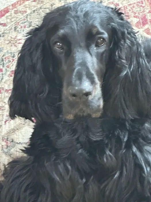 Wilton Animal Hospital Picture 6