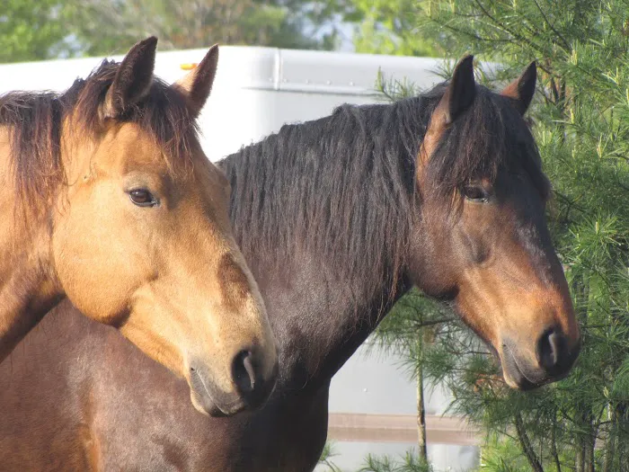 Kokal Farm Veterinary Services - Equine Dentistry, Equine Chiropractic and Lameness Services Picture 3