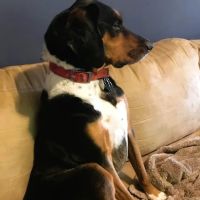 Townsend Veterinary Hospital ico