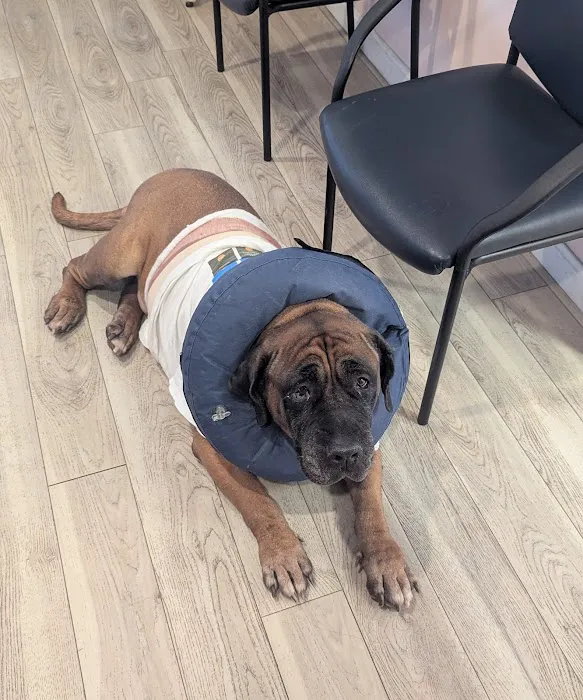 Best Friends Veterinary Hospital Picture 3