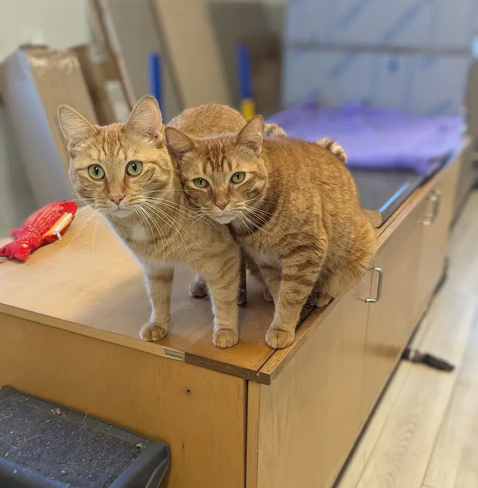 Best Friends Veterinary Hospital Picture 1