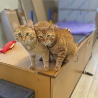 Best Friends Veterinary Hospital ico