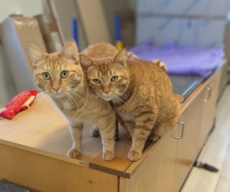 Best Friends Veterinary Hospital