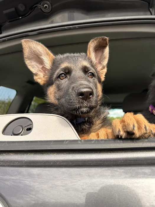 Best Friends Veterinary Hospital Picture 10