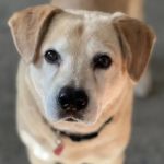 Healing Hands Veterinary Services, Llc