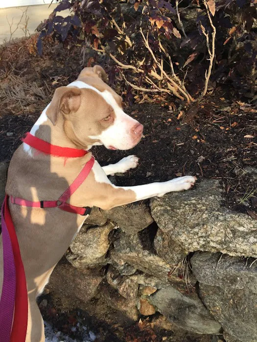 Brookline Animal Hospital, A Thrive Pet Healthcare Partner Picture 1
