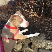 Brookline Animal Hospital, A Thrive Pet Healthcare Partner ico