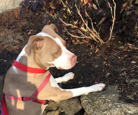 Brookline Animal Hospital, A Thrive Pet Healthcare Partner