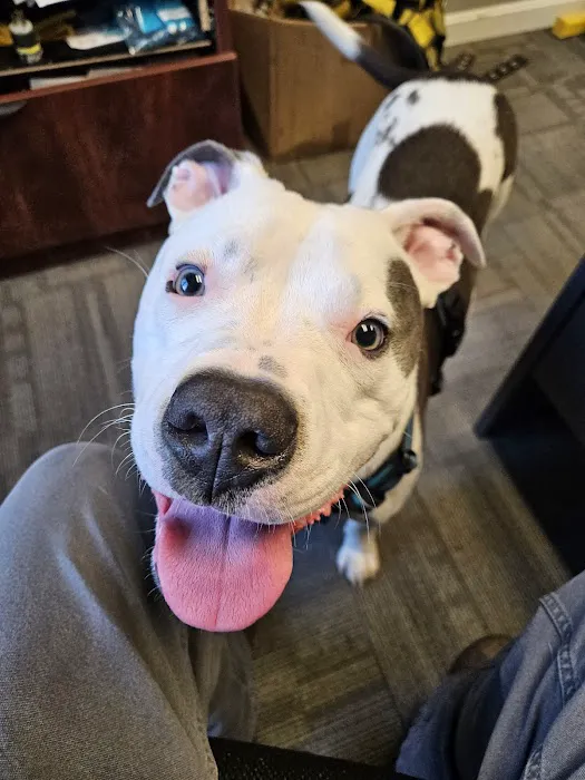 Brookline Animal Hospital, A Thrive Pet Healthcare Partner Picture 2
