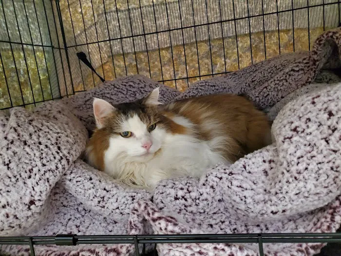 Brookline Animal Hospital, A Thrive Pet Healthcare Partner Picture 5