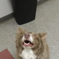 Highlands Veterinary Clinic ico