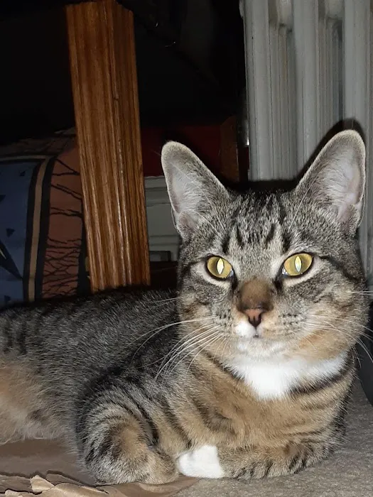 VCA Boonsboro Animal Hospital Picture 6