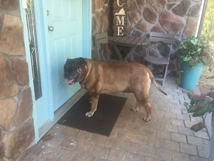 VCA Boonsboro Animal Hospital Picture 10