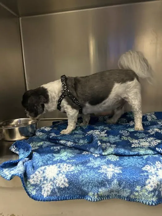 VCA Amherst Animal Hospital Picture 7
