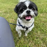 VCA Amherst Animal Hospital ico