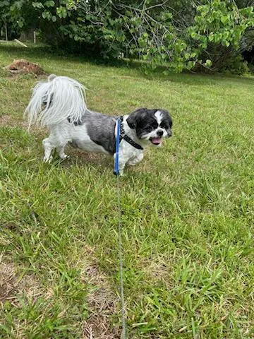 VCA Amherst Animal Hospital Picture 4