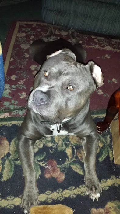 Monelison Animal Clinic Picture 8