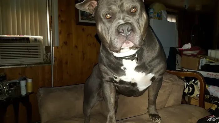 Monelison Animal Clinic Picture 10