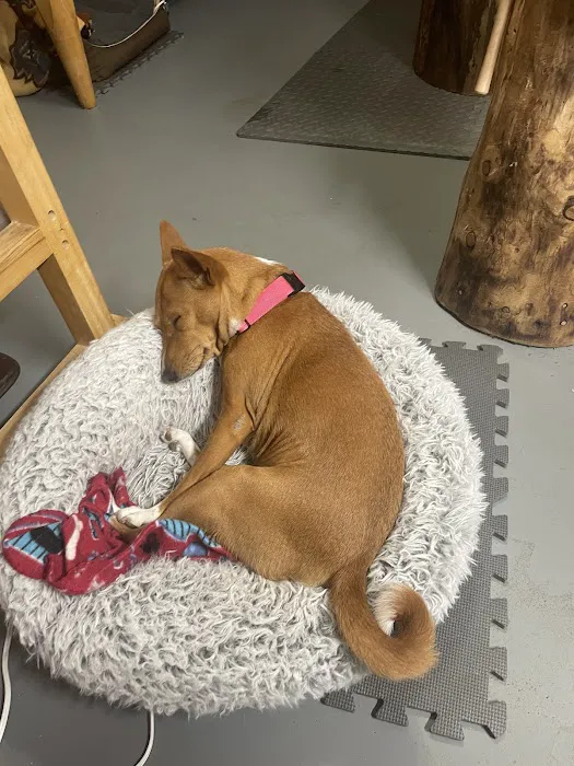 Oak Hill Veterinary Care & Pet Resort Picture 6