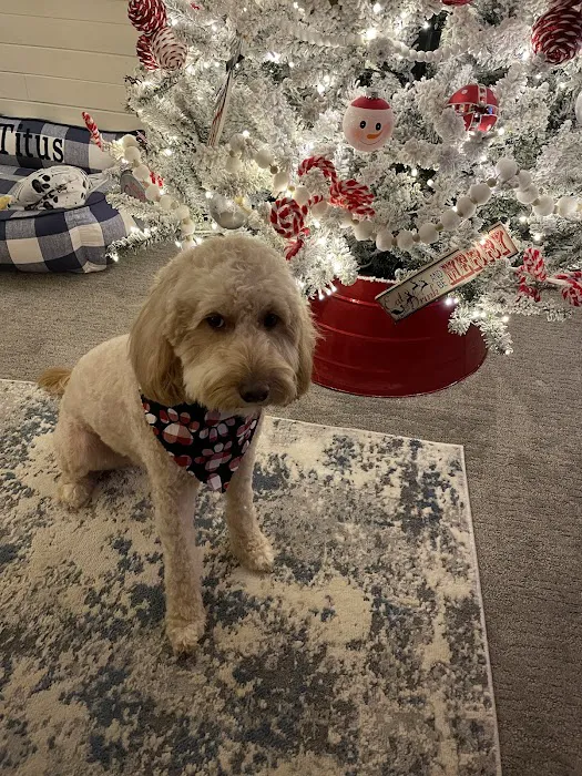 Oak Hill Veterinary Care & Pet Resort Picture 7