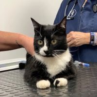 Oak Hill Veterinary Care & Pet Resort ico