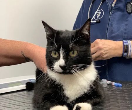 Oak Hill Veterinary Care & Pet Resort