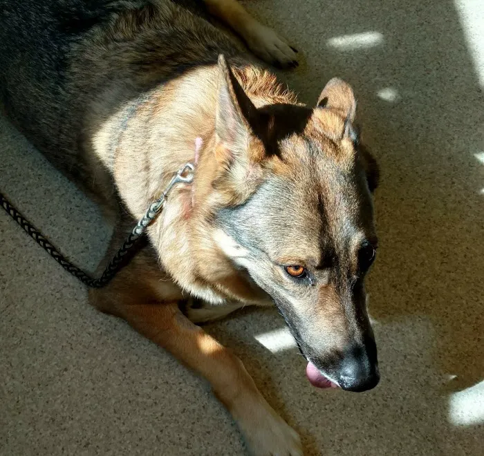 Diamond Hill Animal Hospital Picture 1