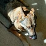 Diamond Hill Animal Hospital