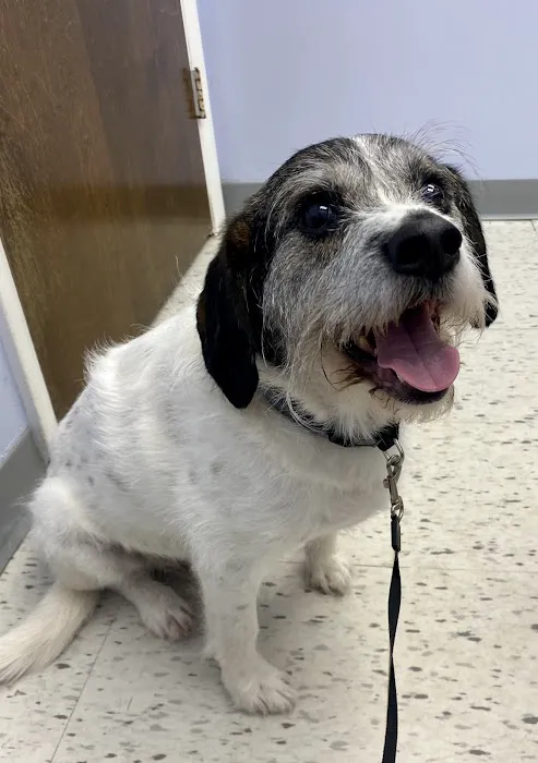 Diamond Hill Animal Hospital Picture 4