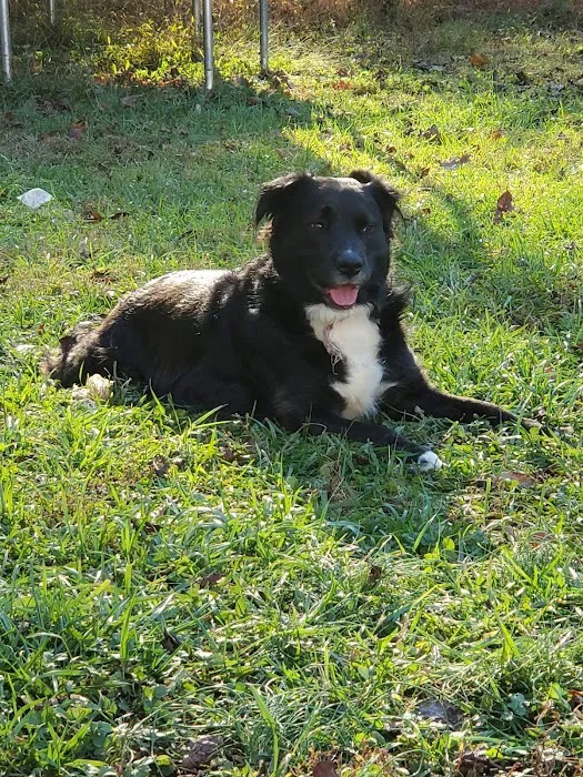 Animal Hospital of Lynchburg Picture 4