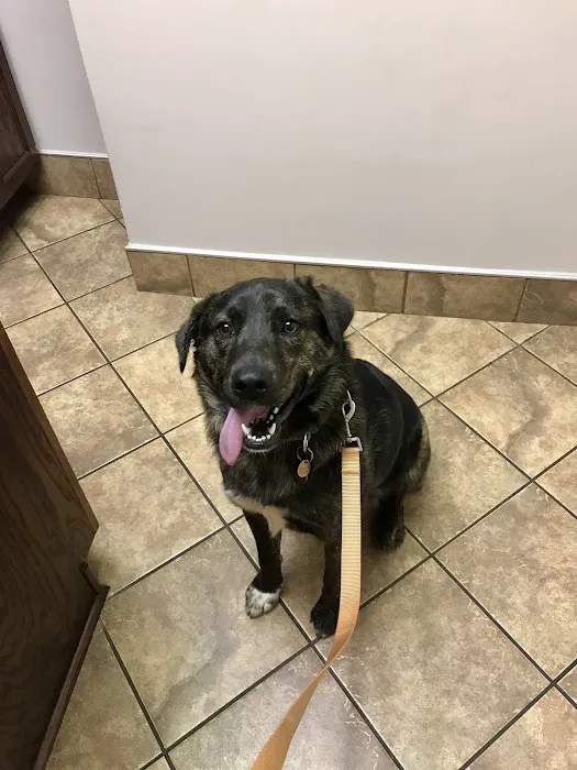 Animal Hospital of Lynchburg Picture 8
