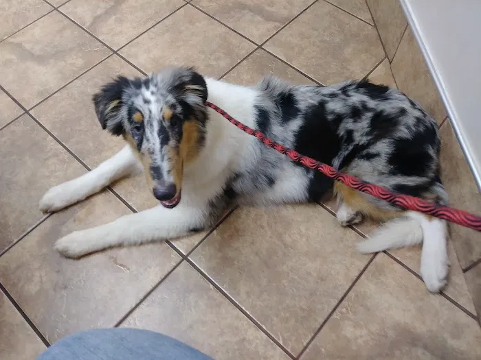 Animal Hospital of Lynchburg Picture 10