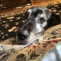 Animal Emergency & Critical Care of Lynchburg ico