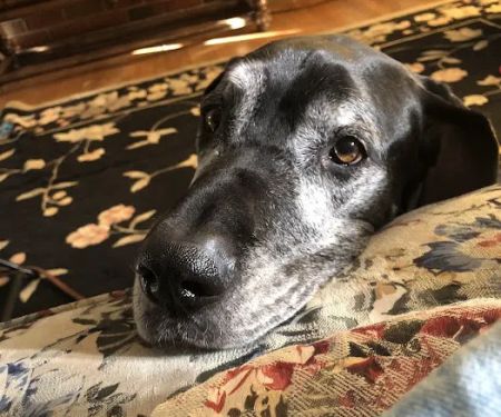 Animal Emergency & Critical Care of Lynchburg