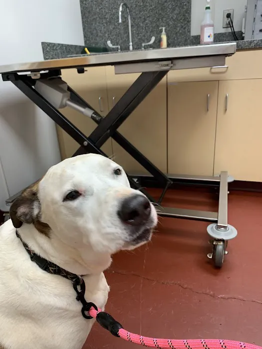 Peaks View Animal Hospital Picture 2