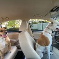 Peaks View Animal Hospital ico