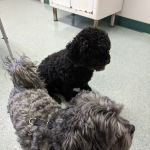 Piedmont Veterinary Service