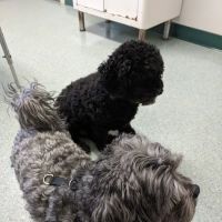 Piedmont Veterinary Service ico